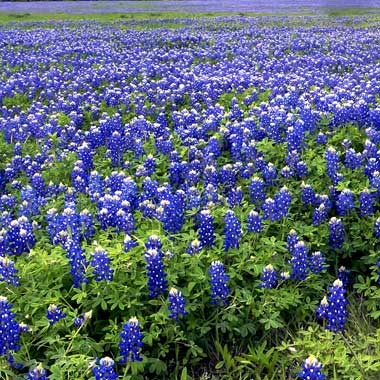 texas-bluebonnets-field1